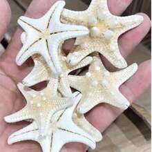 1/6/9/20/30件裝 天然海螺殼 五指霸王螳螂 海星標本 地中海風格平台裝飾 海洋裝飾系列 壁飾家居裝飾 - 多色 - 查看 14