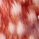 بني