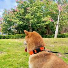 Collar de perro de PVC impermeable, hebilla de liberación rápida, collar de goma fácil de limpiar para perros pequeños/medianos/grandes - Color aleatorio - Ver 4
