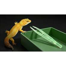 Multifunctional Detachable Reptile Food Bowl+ Luminous Tweezers, Reptile Breeding Kit Geckos And Lizards - Multicolor - View 1