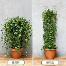 Indoor Plant Support Plastic Garden Stake, Small Climbing Leaf-Shaped Support, Suitable For Pothos, Monstera, Monstera Deliciosa And Other Plants, Can Support Ivy, Monstera And Other Plants - A - View 3