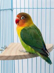 1pc Random Color Wooden Fan-Shaped Bird Cage Platform, Bird Toy, Hamster Jump Board, Parrot Perch, Resting Platform, Suitable For Parrots, Hamsters, Jerboas And Long-Tailed Rats, Bird Cage Accessories, Bird Toys, Bird House, Autumn Decoration - View 11