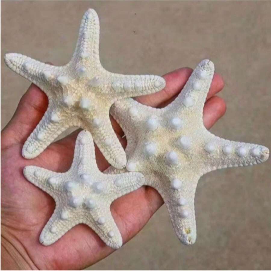 1/6/9/20/30件裝 天然海螺殼 五指霸王螳螂 海星標本 地中海風格平台裝飾 海洋裝飾系列 壁飾家居裝飾