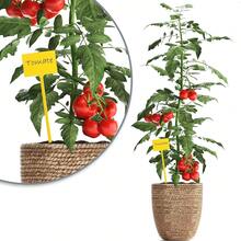 Marcatori vegetali - confezione da 25 pezzi - giallo - 35 cm - Visualizzare 8