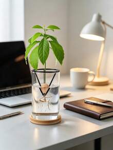 Hydroponic Seed Germination Pot, Transparent Cone-Shaped Seed Germination Container, Suitable For Avocado And Other Seedlings, Lightweight Classic Hanging Pot, Suitable For Indoor And Outdoor Gardening, Suitable For Beginners And Enthusiasts - Multicolor - View 4