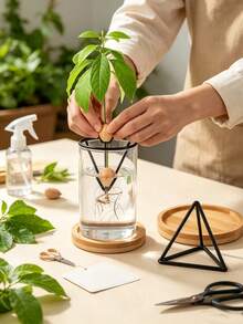 Hydroponic Seed Germination Pot, Transparent Cone-Shaped Seed Germination Container, Suitable For Avocado And Other Seedlings, Lightweight Classic Hanging Pot, Suitable For Indoor And Outdoor Gardening, Suitable For Beginners And Enthusiasts - Multicolor - View 5