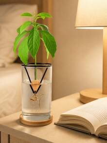 1/2pcs Hydroponic Seedling Support Pot, Creative Cone-Shaped Plastic Seedling Container, Suitable For Avocado And Various Plant Seeds Germination And Cultivation, Lightweight Hanging Design, Gardening Gift Home Decor - Multicolor - View 6