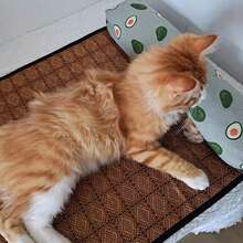 Pet Sofa - Blue Cat - View 8