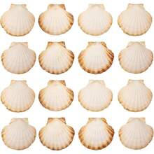 Shell Sets With Multiple Package Options To Choose From. Decorative Shell Ornaments Suited For Indoor Kitchen Styling And Different DIY Handmade Production Needs. - 16 Pieces - View 5
