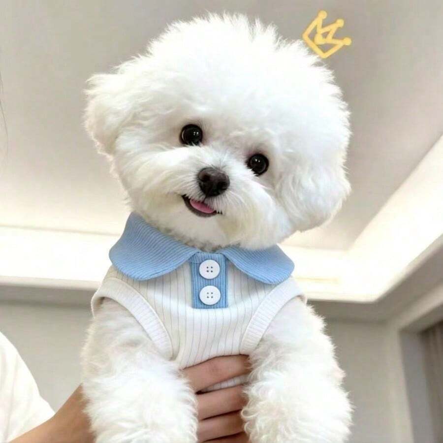 1 buah Rompi Polo Tipis Musim Panas untuk Kucing & Anjing, Rompi Anjing Lucu Ragdoll Golden Gradient British Shorthair, Anti-Rontok