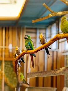 Natural Wooden Parrot Perch Stand, Perch Branch Fork Toy Hanging Multi-Branch Perch Platform Hammock Swing Toy, Suitable For Parrots, Lovebirds, Parakeets, Canaries, Finches - Bird stand - View 8