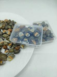 1 Box Grey & Black Zebra Striped Conch Shells - Ocean Themed Handmade Project Materials, Home Party Decor, Mini Crab Replacement Shells Fish Tank Decoration - Set - View 11
