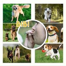 Dog Whistle, Dog Training Whistle, Adjustable Silent Anti-Bark Training Whistle, Suitable For All Dog Breeds For Obedience Training, Including Puppies, Small, Medium And Large Dogs - Multicolor - View 5
