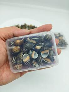 1 Box Grey & Black Zebra Striped Conch Shells - Ocean Themed Handmade Project Materials, Home Party Decor, Mini Crab Replacement Shells Fish Tank Decoration - Set - View 12