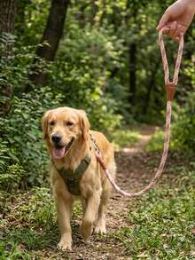 柔軟舒適耐用尼龍三色編織時尚寵物牽繩，適用於比熊犬、泰迪犬及其他小型犬種，適合狗狗與貓咪散步使用 - 彩色 - 查看 2