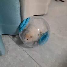 3pcs Hamster Exercise Ball, Transparent Ventilated Outdoor Rolling Ball, Colorful Lid Walking Ball, Suitable For Hamsters, Gerbils, Blue, Yellow, Pink - View 8