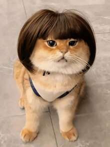 1pc Pet Cat & Dog Wig, Pet Supplies, Halloween Pet Accessory, Curly/Straight Cat Wig - Multicolor - View 7