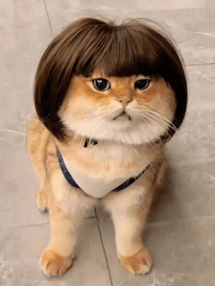 1pc Pet Cat & Dog Wig, Pet Supplies, Halloween Pet Accessory, Curly/Straight Cat Wig - Multicolor - View 1