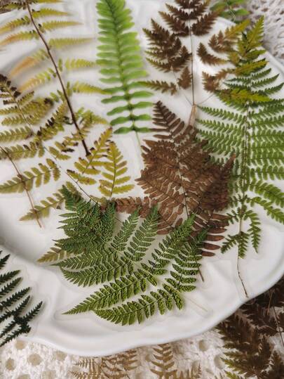 1包20入龜背葉植物裝飾PET貼紙，適用手帳拼貼DIY