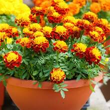 Nursery Trays & Lids - Seeds - View 1
