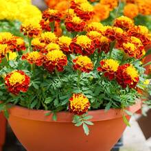 Nursery Trays & Lids - Seeds - View 1