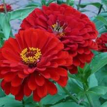 Semillas Mixtas de Zinnia - Semillas Vibrantes de Variedad Antigua para Hermosos Jardines 200+ - 1 paquete - Ver 1