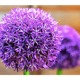100pcs