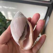 1pc Natural Mitrax Shell (Mitridae), Sea Shell Tactile Specimen, Handicraft, Aquarium Landscape Decoration Frame, Handmade Home Collection, Home Decor, Home Ornament, Aquarium Decoration, Fish Tank Ornament, Hermit Crab Replacement Shell, Sea Shell, Natural Sea Shell, Fish Tank Scenery Decoration, Suitable For Home Decor, Bedroom Decor And Ocean Theme Decoration. Gift Etc - Set - View 7