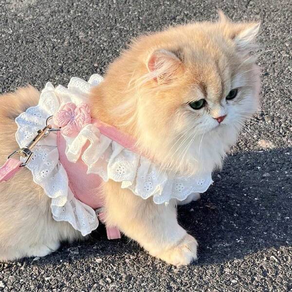1pc Cute Floral Lace Pet Harness Dress, Multiple Sizes Available, Includes Leash, Ruffle Princess Vest Set, Breathable Walking Harness