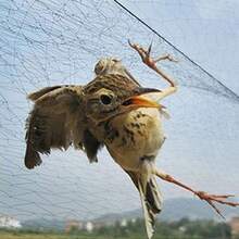 Jaring Burung Plastik Nilon Jaring Perangkap Burung Jaring Pelindung Tanaman Jaring Kolam Jaring Pancing Jaring Pohon Buah Jaring Taman Bunga Alat Pengendalian Hama - Jaring burung - View 9