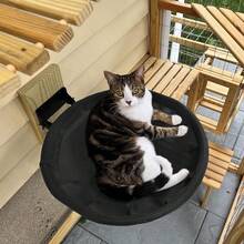 Detachable Modern Cat Hammock - Comfortable Polyester Pet Bed Suitable For Small To Medium Cats, Easy To Assemble - 43.5 X 43.5 cm - View 10