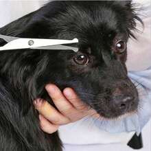 Pet Grooming Scissor Set, Suitable For Dogs And Cats, Round Head Design, Stainless Steel Material, Can Trim Dog Eyes, Household Professional Pet Grooming Tools - Suitable For Large And Small Animals - Black - View 3