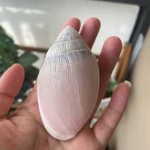 1pc Natural Mitrax Shell (Mitridae), Sea Shell Tactile Specimen, Handicraft, Aquarium Landscape Decoration Frame, Handmade Home Collection, Home Decor, Home Ornament, Aquarium Decoration, Fish Tank Ornament, Hermit Crab Replacement Shell, Sea Shell, Natural Sea Shell, Fish Tank Scenery Decoration, Suitable For Home Decor, Bedroom Decor And Ocean Theme Decoration. Gift Etc - Set - View 10