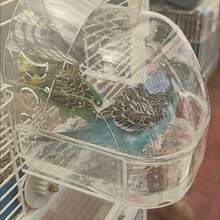Bird Bath Tub Bathing Box For Myna, Cockatiel, Peony Parrot, Tiger Parrot Supplies - Style A - View 5