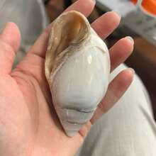 1pc Natural Mitrax Shell (Mitridae), Sea Shell Tactile Specimen, Handicraft, Aquarium Landscape Decoration Frame, Handmade Home Collection, Home Decor, Home Ornament, Aquarium Decoration, Fish Tank Ornament, Hermit Crab Replacement Shell, Sea Shell, Natural Sea Shell, Fish Tank Scenery Decoration, Suitable For Home Decor, Bedroom Decor And Ocean Theme Decoration. Gift Etc - Set - View 6