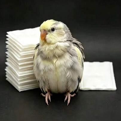 10/50/100/222/300pcs Disposable Bird Diaper Pads, Parrot Poop Liners, Bird Training Pads, Parrot Cage Liners, Absorbent Bird Cage Liners, Quick Clean Waste Absorption Pads, Suitable For Parrots And Small Birds, Daily Use Bird Cleaning And Grooming Supplies, Bird Supplies