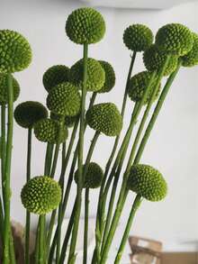 10/20入 人造莖黃色球形花頭 Craspedia，大直徑約 1-1/2 英吋，適用居家裝飾、拍照道具、DIY婚禮裝飾 - 草綠色 - 查看 1