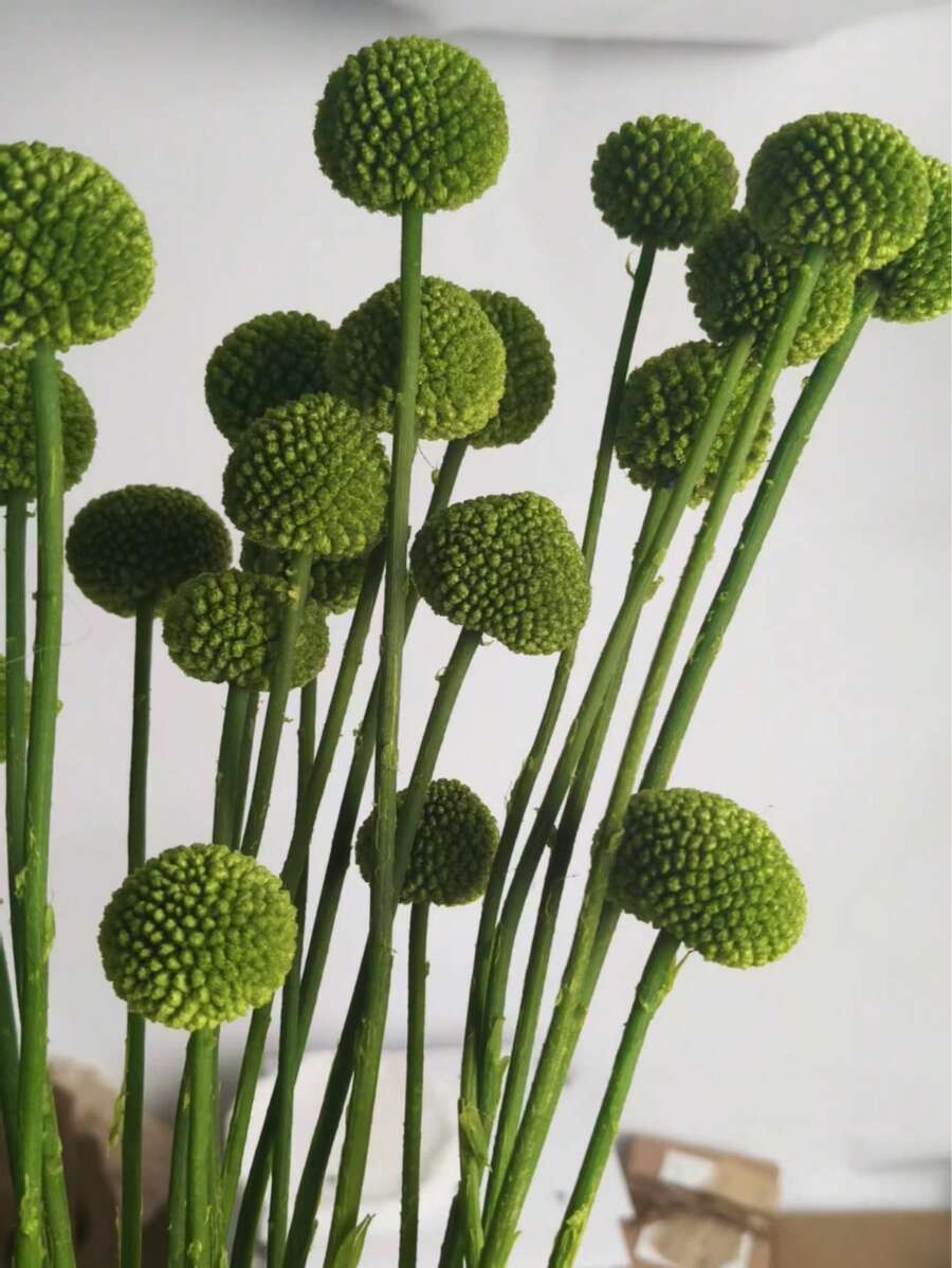 10/20入 人造莖黃色球形花頭 Craspedia,大直徑約 1-1/2 英吋,適用居家裝飾、拍照道具、DIY婚禮裝飾 - 草綠色 - 查看 1