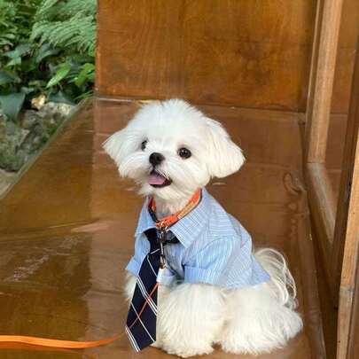 High-End Boyfriend Style Pet Cat Clothes Spring Summer Thin Shirt For Bichon, Corgi, Highland Terrier, Teddy Puppy, Male Dog
