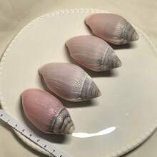 1pc Natural Mitrax Shell (Mitridae), Sea Shell Tactile Specimen, Handicraft, Aquarium Landscape Decoration Frame, Handmade Home Collection, Home Decor, Home Ornament, Aquarium Decoration, Fish Tank Ornament, Hermit Crab Replacement Shell, Sea Shell, Natural Sea Shell, Fish Tank Scenery Decoration, Suitable For Home Decor, Bedroom Decor And Ocean Theme Decoration. Gift Etc - Set - View 3