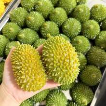 1pc-Squishy-Crispy Temperature-Sensitive Color-Changing Durian, Squeeze Toy Handmade Ball, ASMR Sound-Controlled Toy Soft And Malleable.Muscle Relaxation, Suitable For Teenagers, Adults Stress Relief, -Birthday Gift-Holiday Gift-Party Gift, Christmas Gift First Choice Squeeze Toy, - Multicolor - View 12