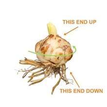 Outdoor Decor - Lily Bulb (not Seeds) - View 9