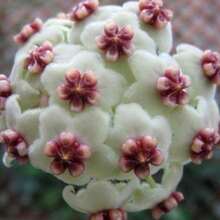 Semillas de Hoya, plantas para decoración de jardines, plantas de exterior, ideales para amantes de las plantas como un regalo de la naturaleza. - 50 piezas - Ver 3