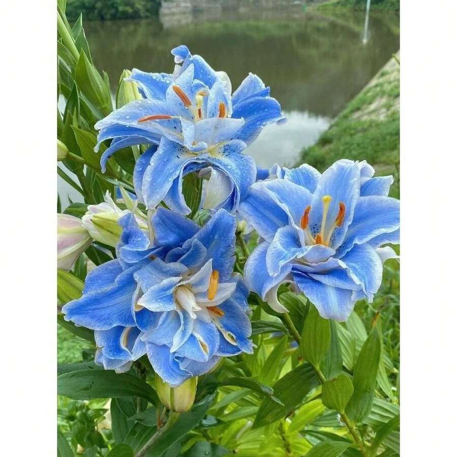 Outdoor Decor - Lily Bulb (not Seeds) - View 1