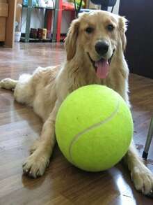 耐用狗咬玩具 高彈性互動遊戲球 適合所有犬種 潔牙訓練球 趣味設計寵物磨牙球 - 彩色 - 查看 8