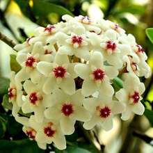 Semillas de Hoya, plantas para decoración de jardines, plantas de exterior, ideales para amantes de las plantas como un regalo de la naturaleza. - 50 piezas - Ver 1