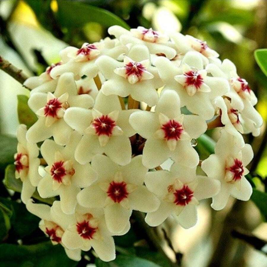 Semillas de Hoya, plantas para decoración de jardines, plantas de exterior, ideales para amantes de las plantas como un regalo de la naturaleza. - 50 piezas - Ver 1