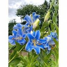 Outdoor Decor - Lily Bulb (not Seeds) - View 3