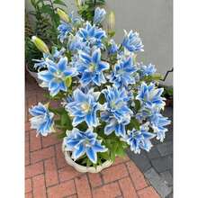 Outdoor Decor - Lily Bulb (not Seeds) - View 5