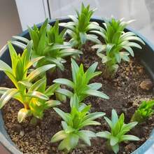 Outdoor Decor - Lily Bulb (not Seeds) - View 10